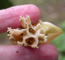 Helvella crispa, a cross-section of the fluted stalk.